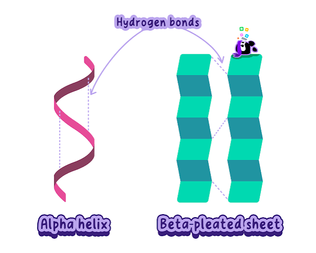 <p>Primary structures: This is the sequence and types of amino acids. This determines the secondary and tertiary structure.</p><p>Secondary structures: There are two main types: Alpha helix and beta pleated sheets. The alpha helix is held by hydrogen bonds between two amino acids in the same chain. the beta pleated sheets have hydrogen bonds between two polypeptide sheets.</p>