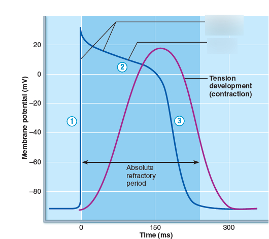 <p>Contractile Cell Action Potential (Different) </p>