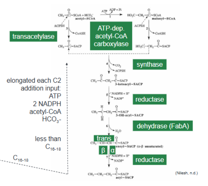 <p>Cyclical pathway that converts acetyl-CoA into acyl-SACP</p><p>acyl-SACP (product) may be turned into acetyl-ACP (Earlier intermediate) (Malonyl-Carbon-CoA)</p><p>Requires ATP, 2NADPH, and HCO3</p><p>Produces C16-18 (or smaller) molecules </p>