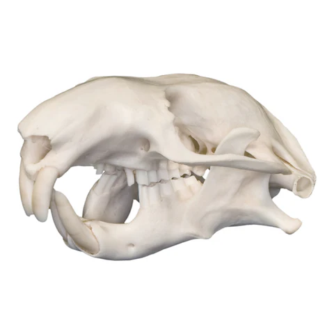 <p><span>1/1 incisors, protrogomorphous; vestigial tail</span></p>