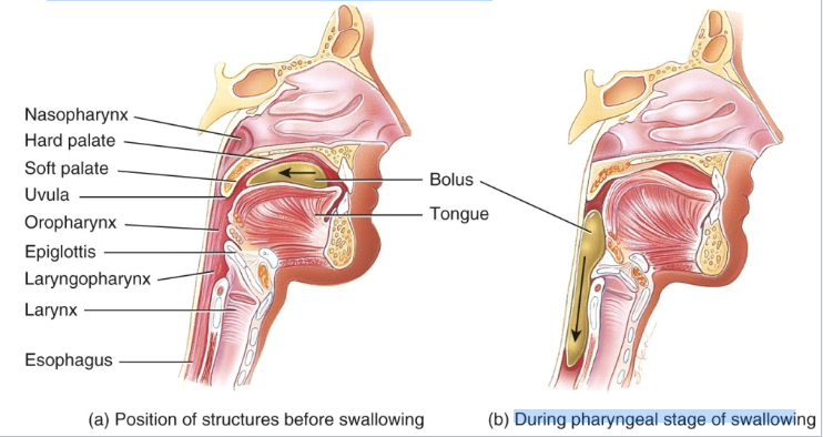 <p>Deglutition:</p><ul><li><p>swallowing food.</p></li><li><p>Making sure food moves from the mouth through the pharynx to the esophagus and NOT the airway/nasal cavity.</p></li><li><p>3 stages:</p><ul><li><p>Voluntary: tongue pushing bolus of food into the pharynx,</p></li><li><p>Pharyngeal: palate rises and epiglottis lowers involuntarily due to presence of food</p></li><li><p>Esophageal: peristalsis moves the bolus down toward the stomach</p></li></ul></li></ul><p>Peristalsis: a progression of coordinated contractions and relaxations of the circular and longitudinal layers of the muscularis, push the bolus onward.</p>