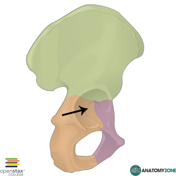 <p>The acetabulum is a deep, cup-shaped cavity formed by the convergence of ilium, ischium, and pubis.</p>