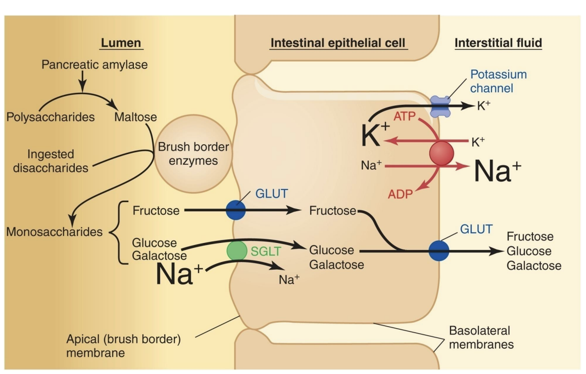 <p>startch → (pancreatic amylase) → maltose → (BBE maltase) → monosaccharides → dif transporters (SGLT active transport using Na+)</p>