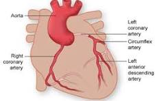 <p>Coronary Circulation</p>
