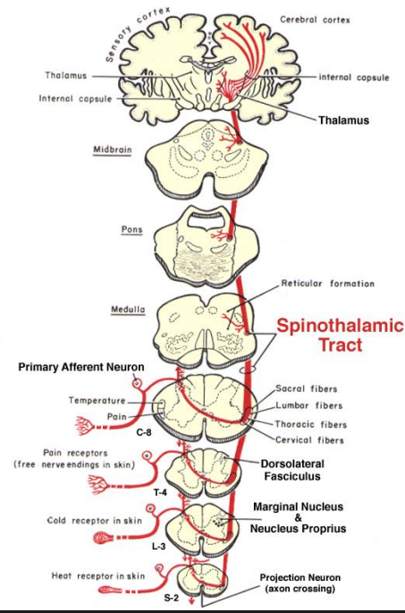 <p>The spinothalamic tract to reach the contralateral thalamus <strong>(third- order neuron)</strong></p><p></p><p>Thalamic projection neurons send axons to the <strong>somesthetic area of the cerebral cortex</strong></p><p></p><p>Axons terminating in the <strong>lateral thalamus</strong> mediate discriminative aspects of pain</p><p></p><p>Axons terminating in the <strong>medial thalamus</strong> mediate the motivational-affective aspects of pain (emotional aspects and attention to and memory of pain</p>
