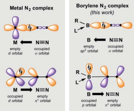 <p>Metal complex: </p><ul><li><p>Sigma donation from the N2 sp orbital into the empty metal d orbital. </p></li><li><p>Backdonation from the filled d orbital into the N2 pi* orbital.</p></li></ul><p>Borylene complex: </p><ul><li><p>Trigonal planar structure around the B. </p></li><li><p>Sigma donation occurs from the N2 sp to the boron empty sp2. </p></li><li><p>The lone pair in the p orbital is backdonated to the N2 pi*.</p></li></ul><p></p>