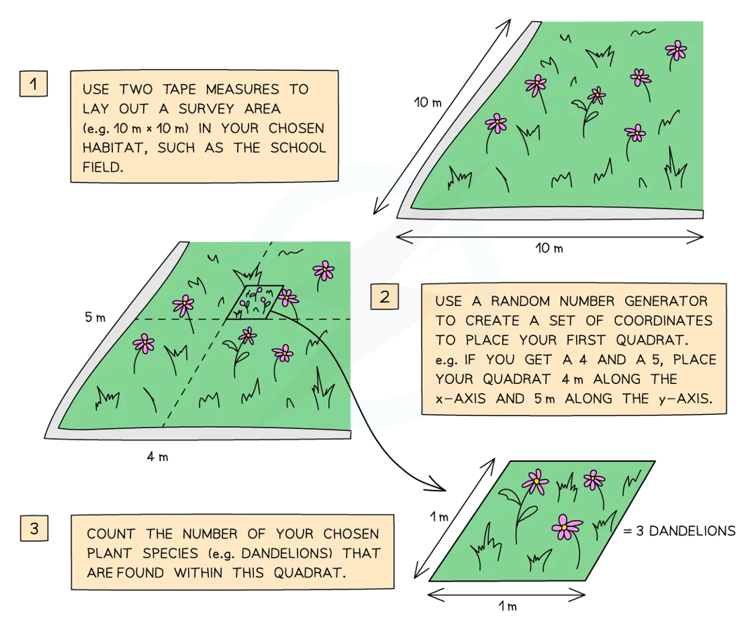 <p>Every organism has an equal chance of being selected:</p><ul><li><p>used to get a representative sample of the area</p></li></ul><ul><li><p>measuring tapes are placed along two sides of the area & random numbers are used as coordinates to choose sampling points</p></li></ul><p></p>