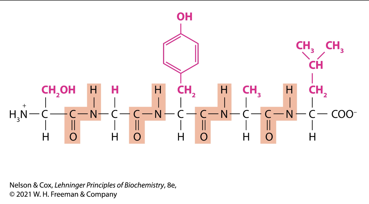 <p></p><p>The oligopeptide shown can BEST be classified as a:</p><p>A) dipeptide</p><p>B) tripeptide</p><p>C) tetrapeptide</p><p>D) pentapeptide</p>