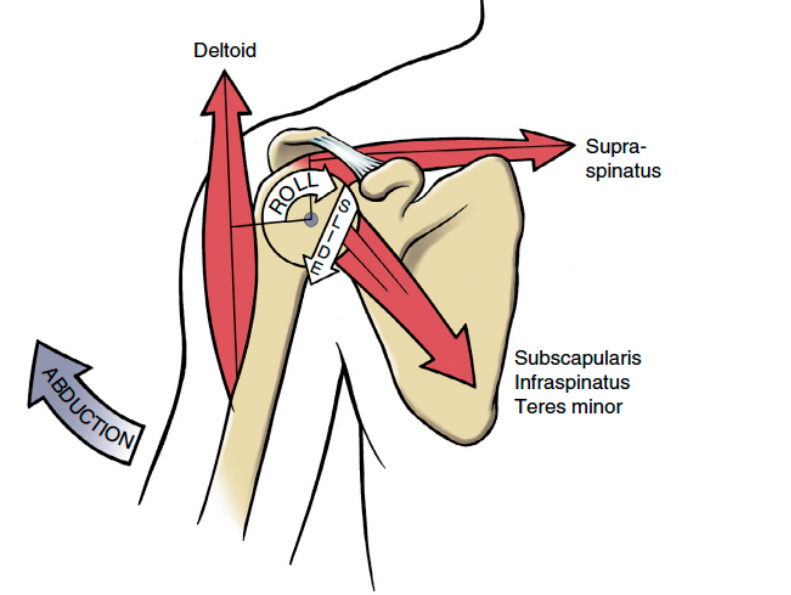 <p>subscapularis co-activates to hold humeral head down → proper arthrokinematics </p>