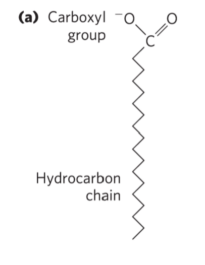 <p>What type of fatty acid is this?</p>
