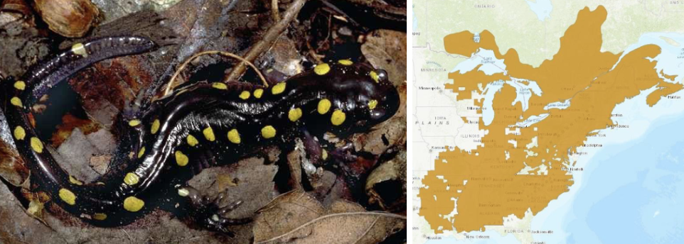 <ul><li><p><span style="background-color: transparent;"><strong>Habitat:</strong> </span>moist forested areas with abundant leaf litter, need extra moisture in leaf litter/under debris because they do not return to water to lay eggs</p></li><li><p><span style="background-color: transparent;"><strong>Diet:</strong> </span>arthropods- ants, mites, earthworms, flies, snails, beetles, etc.</p></li><li><p><span style="background-color: transparent;"><strong>Characteristics:</strong> smooth, slimy, stocky, </span>dark black/gray/brown with two irregular rows of smaller yellow/olive spots<span style="background-color: transparent;">, more black than tiger salamander</span></p></li></ul><p></p>