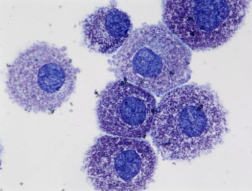 <p>what cell is this?</p>