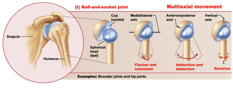 <p>Multiaxial</p><p></p><p>Flexion, Extension, Abduction, Adduction, Circumduction, Rotation</p><p>Shoulder (glenohumeral) joint, hip joint</p>