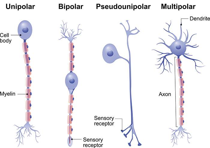 <p>Multiple dendrites near soma and one axon protrusion. Common around the whole human nervous system.</p>