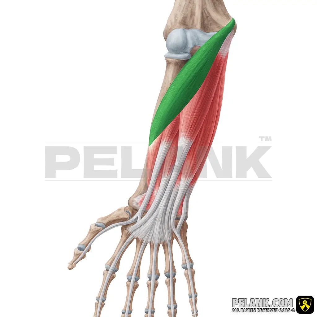 <p><span>a two-headed muscle in the superficial anterior forearm that runs diagonally from the medial elbow to the lateral radius</span></p>