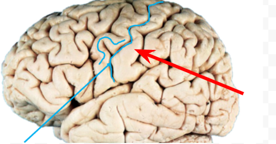 <p>Primary somato<strong>sensory</strong> cortex</p>