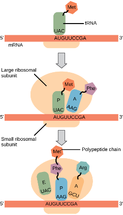 <p><span style="line-height: 17.120001px;">Many antibiotics inhibit bacterial protein synthesis. For example, tetracycline blocks the A site on the bacterial ribosome, and chloramphenicol blocks peptidyl transfer. </span><span style="line-height: 15.693334px;">Tetracycline would directly affect?</span></p>