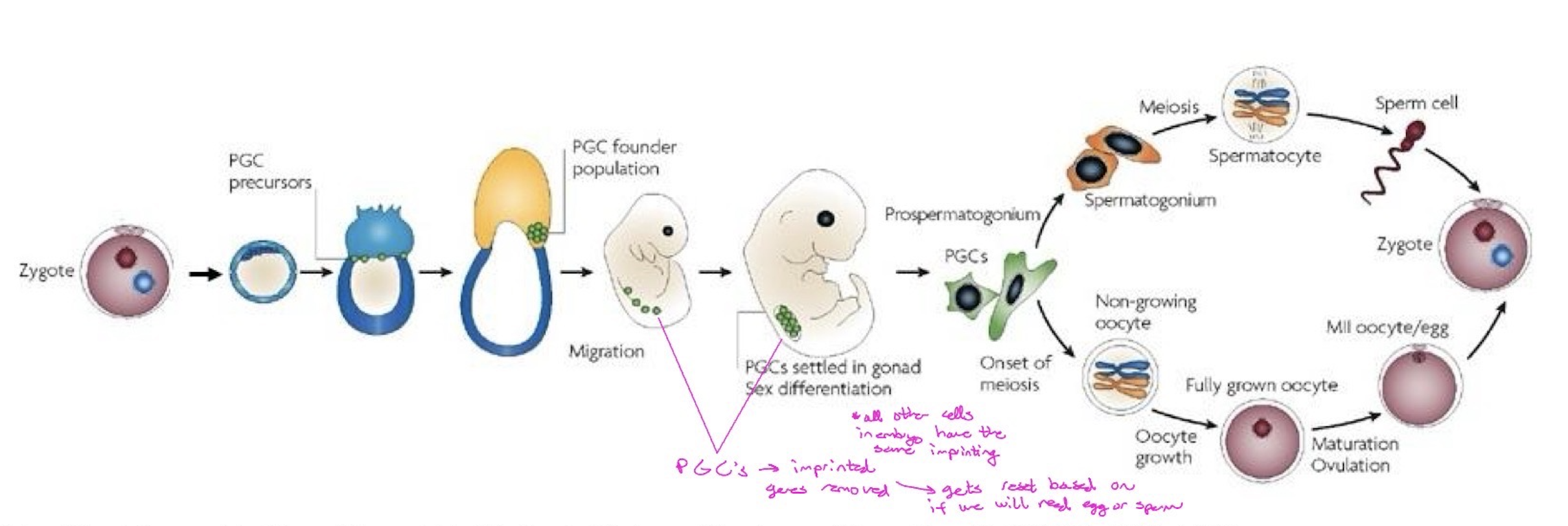 <p>most DNA methylation is removed or erased following fertilization during pre-implantation development, when extensive demethylation of the genome takes place (does NOT affect genomic imprints). This process functions to reestablish totipotency.</p><ul><li><p>so we want a cell to be able to differentiate into any kind of cell </p></li></ul><p></p>