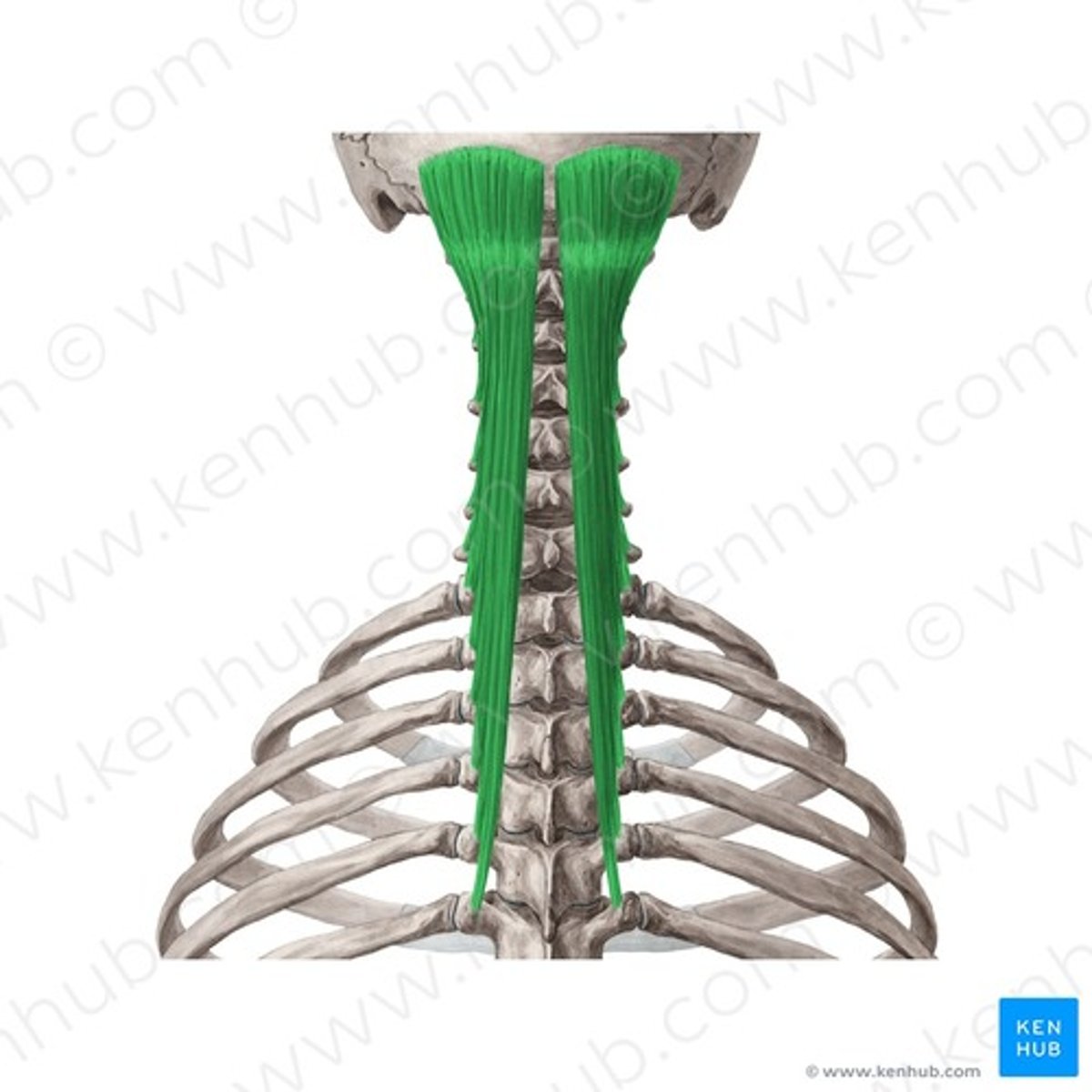<p>posterior rami of spinal nerves</p>
