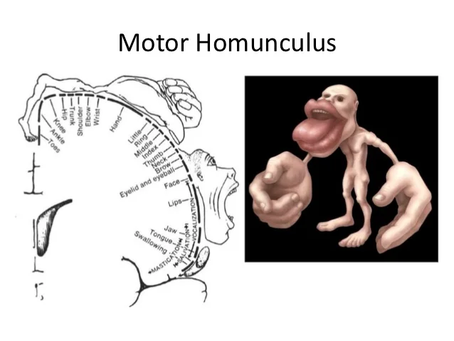 <p>The Motor Homunculus</p>