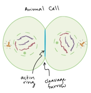 <p>Cytokinesis in <u>animal cells</u></p><ul><li><p>Actin filaments pinch across the cytoplasm to split the cell into two</p></li></ul><p></p>