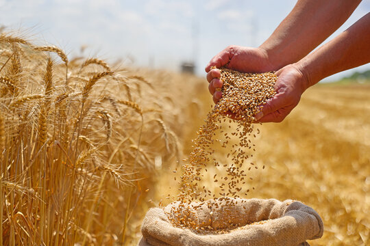 <p>harvest</p>
