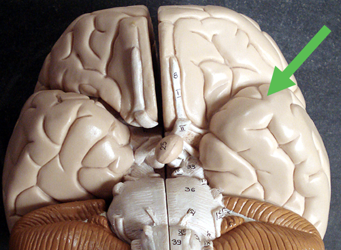 <p>Identify the entire large area (largest of the four areas) on the brain indicated by the pointer.</p>