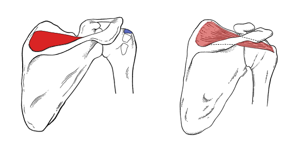 <p>Supraspinatus actions</p>