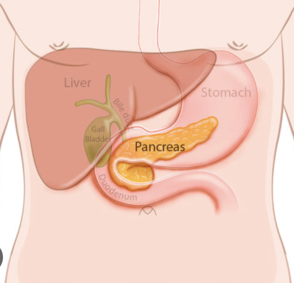 <p>Inferior and posterior side of stomach</p>