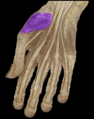 <p>What the highlighted structure is acting on the <strong><mark data-color="#f3b1cb" style="background-color: rgb(243, 177, 203); color: inherit;">Thenar Group</mark>.</strong> What muscle is this called?</p>