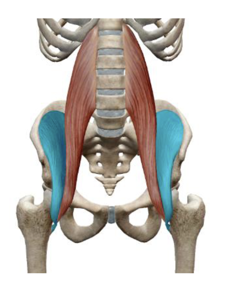 <p>What is the muscle name, its origin, its insertion, its action, and its innervation?</p>
