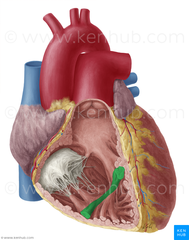 <p>Identify the structure</p>