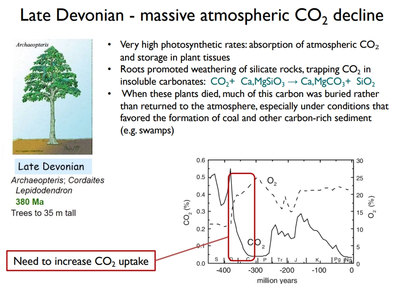 <ul><li><p>in the late devonian period, there was a massive decrease in atmospheric CO<sub>2</sub> <em>(in photo)</em></p></li><li><p>this required the evolution of leaves and an increase in stomatal density</p></li></ul><p></p>