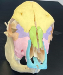 <p>What is the blue area on this skull?</p>