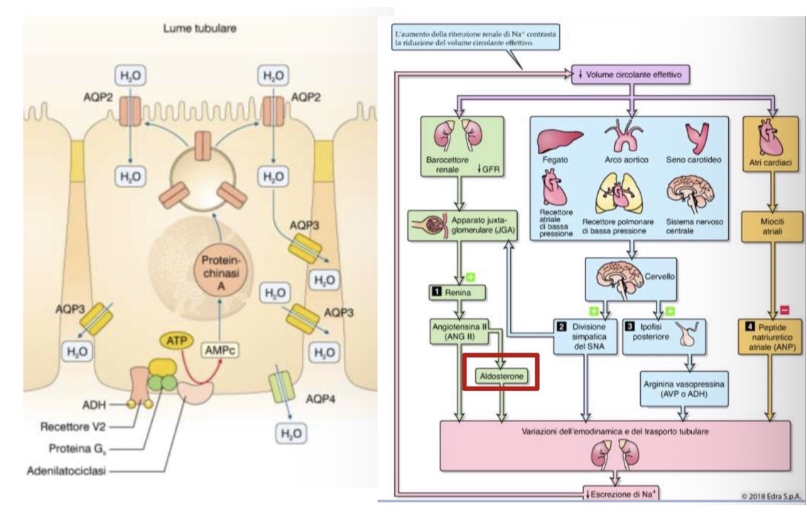 <p><span>• </span><strong><span>Tipologie cellulari del neurone distale:</span></strong></p><p><span>• </span><strong><span>Cellule principali (70%):</span></strong><span> Agiscono gli ormoni aldosterone e ADH per la regolazione di riassorbimento di sodio, acqua e secrezione di potassio.</span></p><p><span>• </span><strong><span>Cellule intercalate (30%):</span></strong><span> Regolano il pH. Alfa (secernono H+ nel lume, riassorbono HCO3-). Beta (secernono HCO3- nel lume, riassorbono H+).</span></p><p><span>• </span><strong><span>L'Ormone Antidiuretico (ADH):</span></strong></p><p><span>• È un peptide sintetizzato dai neuroni magnocellulari (nuclei sopraottico e paraventricolare dell'ipotalamo) in risposta agli </span><strong><span>osmocettori</span></strong><span> (riflesso osmocettivo a carenza d'acqua/aumento osmolarità). Rilasciato dalla neuroipofisi.</span></p><p><span>• </span><strong><span>Meccanismo d'azione:</span></strong><span> Si lega al </span><strong><span>recettore V2</span></strong><span> (membrana basolaterale cellule P di parte distale tubulo e dotto collettore) -> Attiva Proteine G stimolatorie (Gs) -> Aumenta </span><strong><span>cAMP</span></strong><span> -> Attiva Proteina Chinasi A (</span><strong><span>PKA</span></strong><span>) -> Fosforilazione e traslocazione delle </span><strong><span>acquaporine-2 (AQP-2)</span></strong><span> sulla membrana apicale.</span></p><p><span>• Rende queste zone (normalmente impermeabili) permeabili all'acqua. Nel dotto midollare aumenta anche la permeabilità all'urea (ricircolo per iperosmolarità midollare).</span></p><p><span>• Secrezione: In euvolemia è proporzionale all'osmolarità. In ipovolemia la secrezione aumenta oltre il normale per trattenere acqua. In ipervolemia la produzione è ridotta. Il riflesso della sete aiuta a ristabilire l'equilibrio idrico.</span></p><p><span>• </span><strong><span>Riassorbimento regolato di Na+:</span></strong></p><p><span>• Essenziale per la volemia e pressione arteriosa.</span></p><p><span>• Regolato da </span><strong><span>Fattori antinatriuretici</span></strong><span> (favoriscono riassorbimento se volume ridotto) e </span><strong><span>Fattori natriuretici</span></strong><span> (favoriscono escrezione se volume aumentato).</span></p><p><span>• Sistemi coinvolti: RAAS (aumenta riassorbimento), Sistema nervoso simpatico (attiva RAAS e vasocostrizione), Peptide Natriuretico Atriale (ANP, riduce riassorbimento/aumenta escrezione), ADH (ruolo primario su H2O, influenza indirettamente il Na+ in condizioni estreme).</span></p>