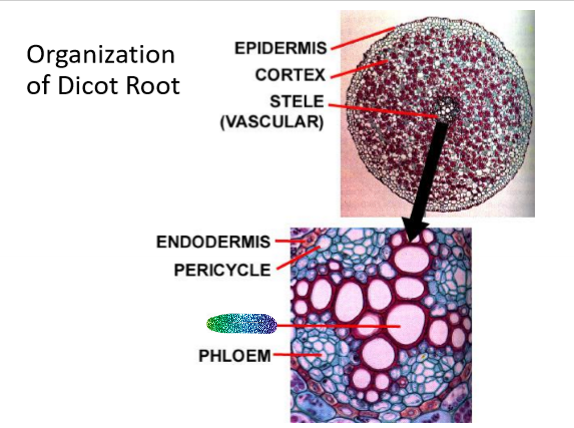 <p>What is this part of the dicot root</p>