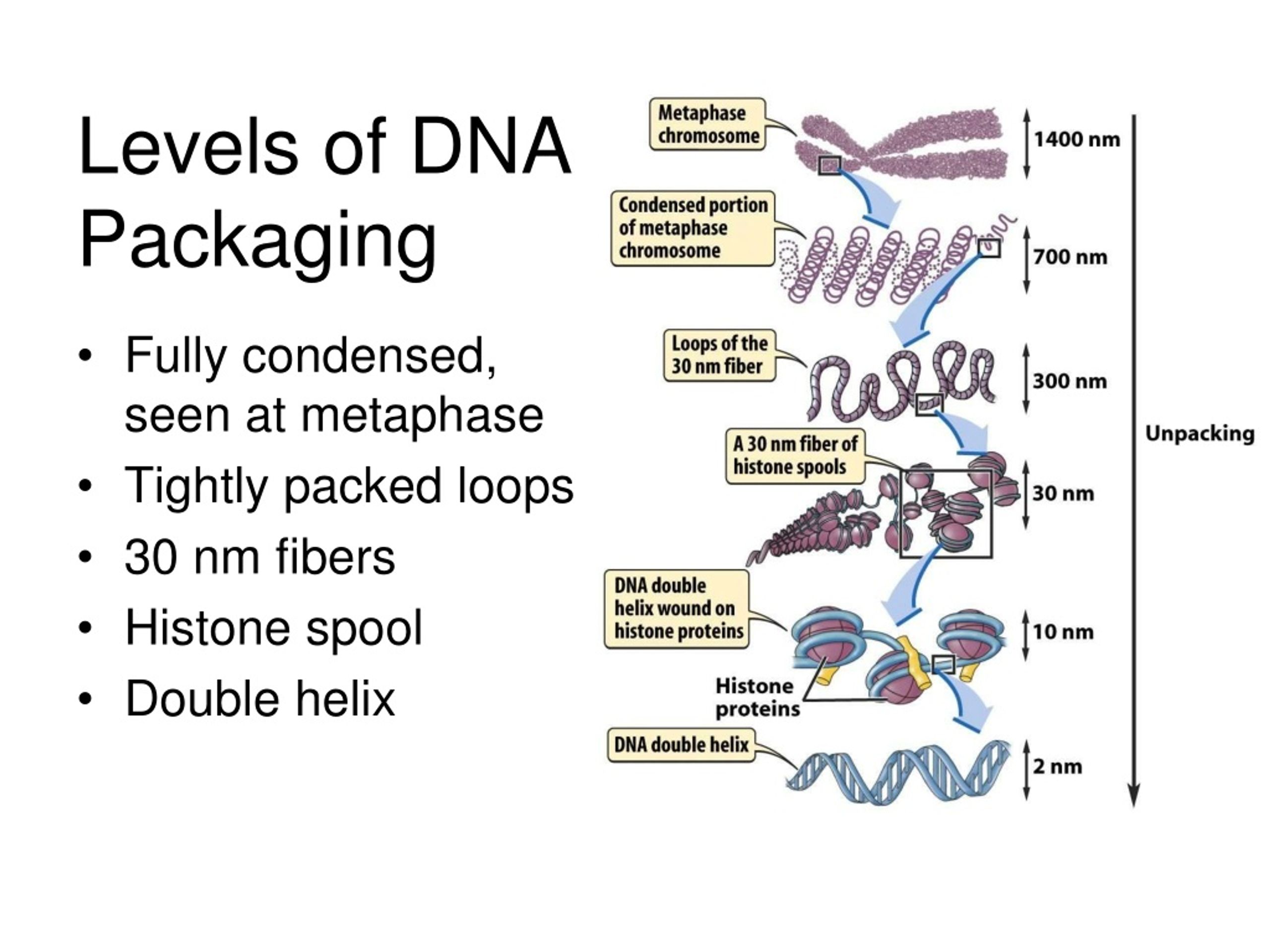 <p>Level 3: Solenoid - The nucleosomes are further coiled into a solenoid.</p><p>Level 4: Chromatin loop - This solenoid is then organised into looped domains</p><p>Level 5: Rosettes of chromatin loop - Final organisation is unknown, but it appears to involve further radial looping into rosettes around a pre-existing scaffolding of protein.</p><p>Level 6: Mitotic chromosome - Highly condensed chromosome before cell divides.</p>