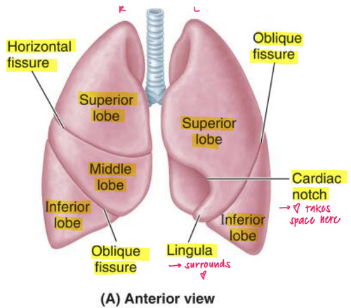 <p>oblique only</p>