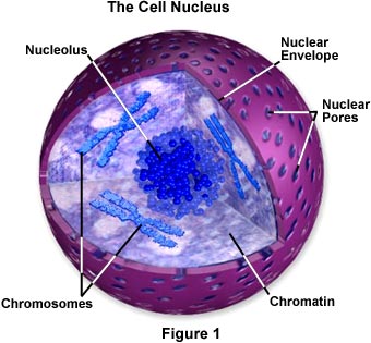 <p>Nucleus</p>