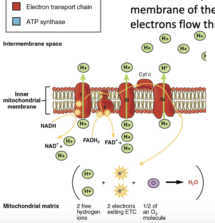 <ul><li><p><strong>NADH and FADH₂ release high-energy electrons</strong> into the electron transport chain (ETC) in the <strong>inner mitochondrial membrane</strong>.</p><ul><li><p>As electrons move through the ETC, their energy is used to <strong>pump H⁺ (hydrogen ions)</strong> from the <strong>matrix → intermembrane space</strong>.</p></li><li><p>This creates a <strong>H⁺ concentration gradient</strong> across the inner membrane.</p></li><li><p>At the end of the ETC, <strong>oxygen (O₂) accepts the electrons</strong> and is <strong>reduced to water (H₂O)</strong> in the mitochondrial matrix.</p></li></ul><p><strong>Key flow:</strong><br><strong>NADH/FADH₂ → electrons → ETC → H⁺ pumped to intermembrane space → O₂ accepts electrons → H₂O</strong></p></li></ul><p></p>