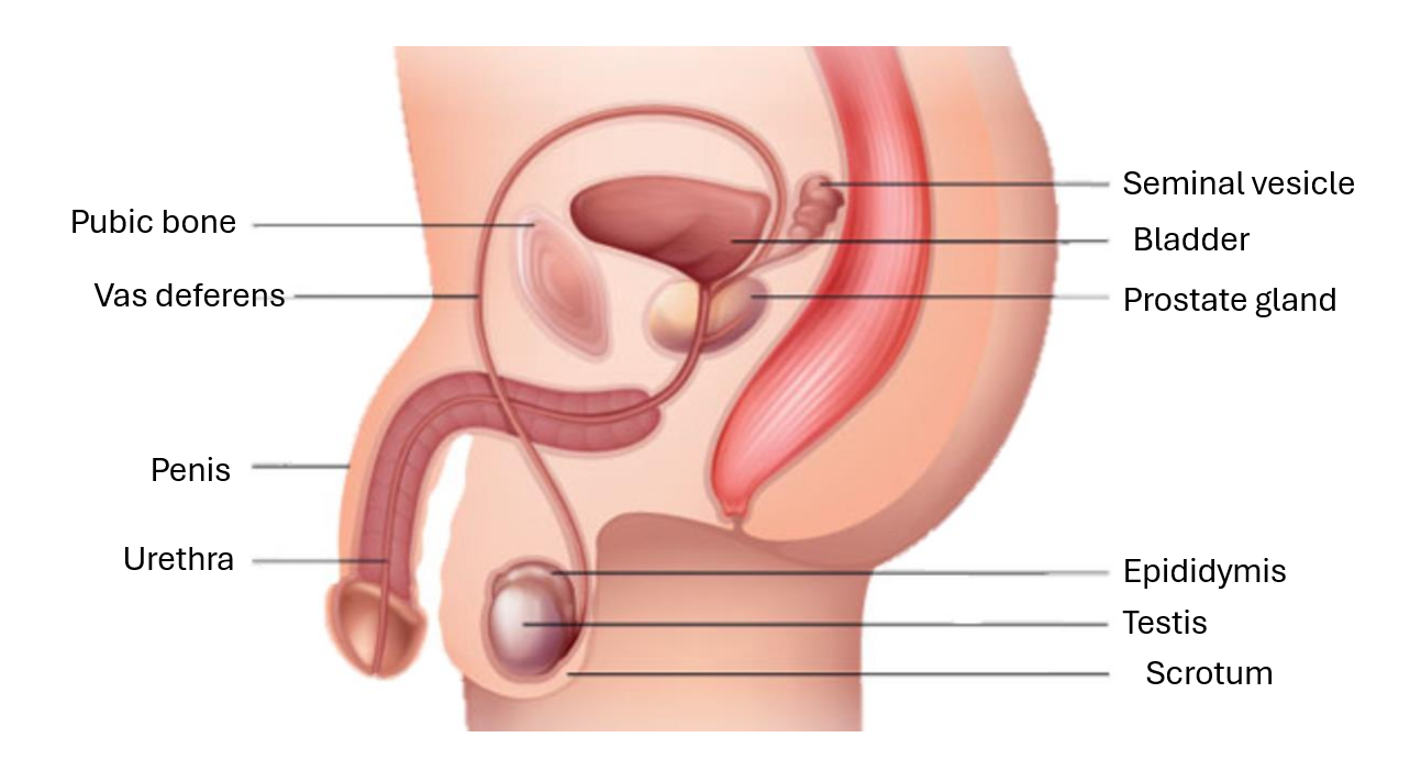 <p>label the side profile of the male reproducitive system</p>