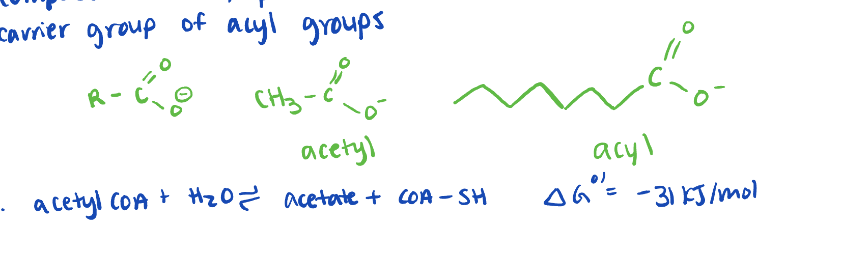 <ul><li><p>nothing bound </p></li><li><p>composed of ADP, pantothenate (vit. B5) and B-mercaptoethyl amine </p></li><li><p>carrier group of acyl groups </p></li><li><p>form higher energy thioester bonds </p></li></ul><p></p>