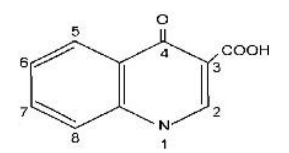 <p>patterned after Nalidixic acid (NegGram) o synthetic antibacterial agent</p>