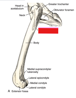 <p>Q: …… is a prominence on the lateral side, distal to the greater trochanter. </p><p>A. Lesser trochanter </p><p>B. Medial epicondyle </p><p>C. Third trochanter </p><p>D. Tibial tuberosity</p>