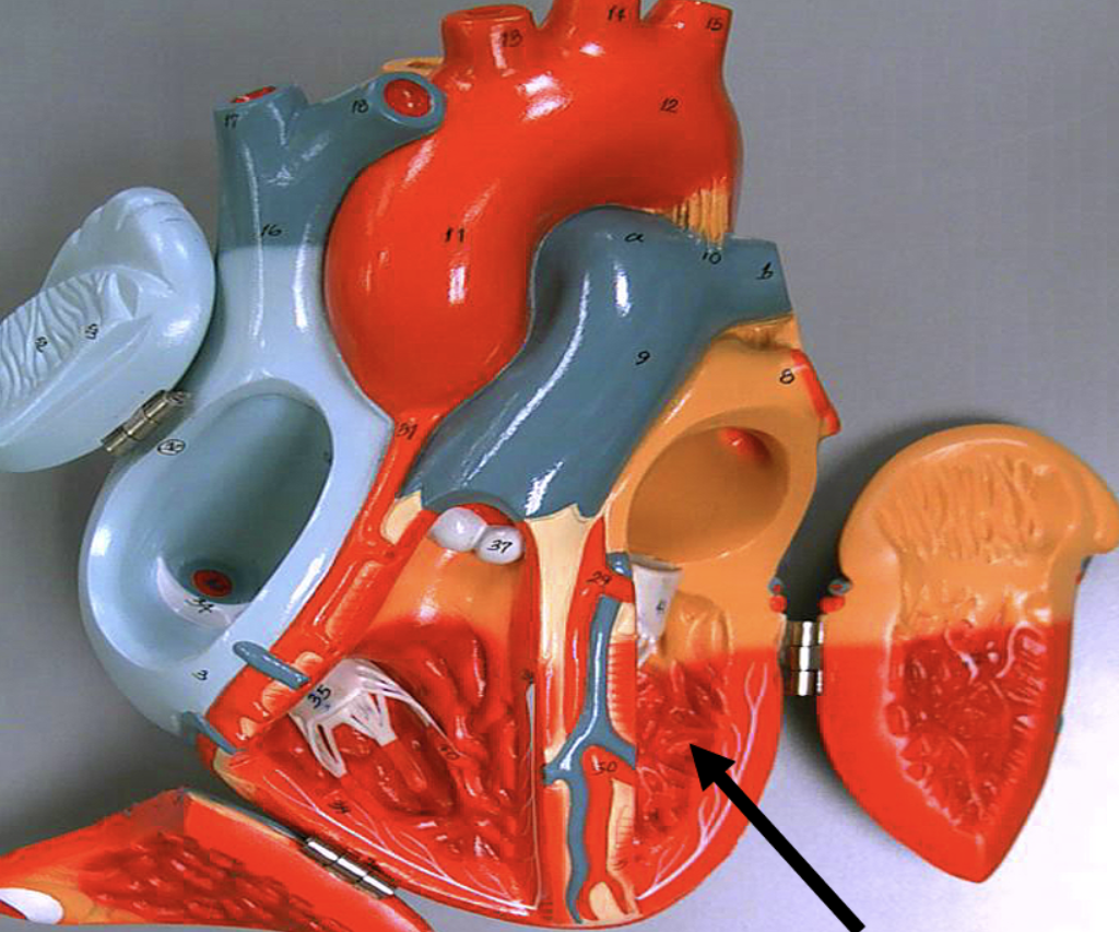 <p><span>Identify the chamber indicated by the pointer.</span></p>