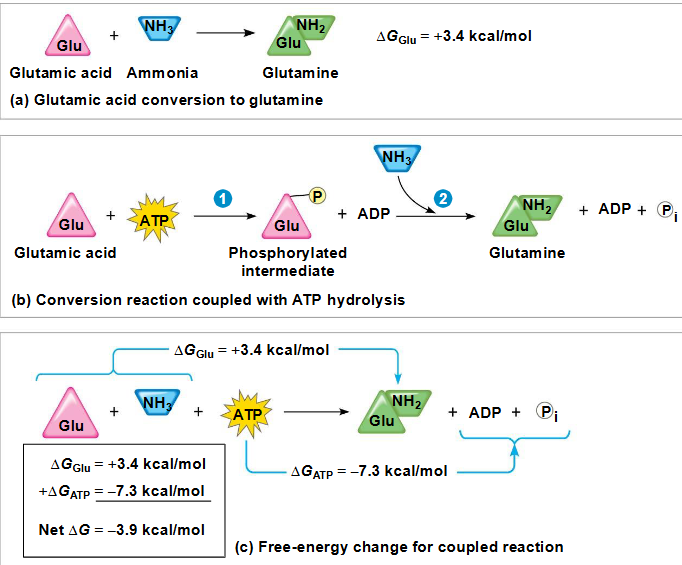 <p>ATP drijft endergonische reacties aan door middel van fosforylering, waarbij een fosfaatgroep wordt overgedragen naar een ander molecuul, zoals een reactant</p><p><span data-name="black_small_square" data-type="emoji">▪</span> Het ontvangende molecuul wordt nu een gefosforyleerd tussenproduct genoemd</p>