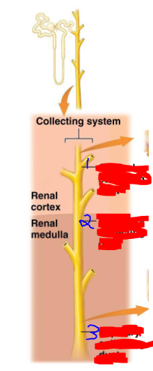 <p>What is the order of the collecting system</p>