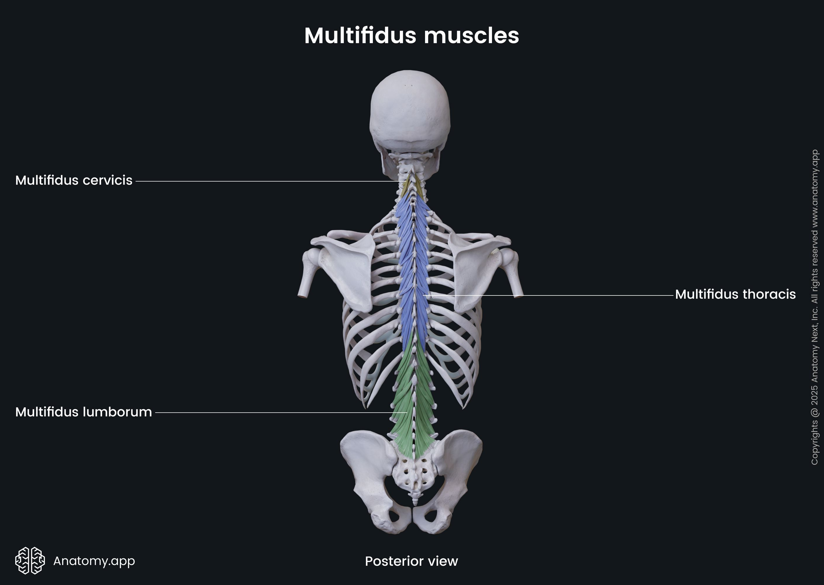 <ul><li><p>a group of short, triangular muscles that compose the transversospinal group along with semispinalis and rotatores</p></li><li><p>the thickest muscles in the transversospinal group, shorter than semispinalis but longer than rotatores</p></li><li><p>found on either side of the vertebral column, extending from the cervical to lumbar spine</p></li><li><p>divided into cervical, thoracic, and lumbar regions</p></li></ul><p></p><p>origin → cervicis: superior articular processes of vertebrae C4-C7</p><p>          → throacis: transverse processes of throacic vertebra</p><p>          → lumborum: mammillary processes of lumbar vertebrae, posterior aspect of sacrum, posterior superior iliac spine of ilium and posterior sacroiliac ligament</p><p>insertion → lateral aspect and tips of spinous processes of vertebrae 2-5 levels above origin</p><p>action → bilateral contraction extends the spine, unilateral contraction laterally flexes the spine (ipsilateral) and rotates the spine (contralateral)</p><p>innervation → medial branches of posteior rami of spinal nerves</p><p>blood supply → vertebral artery, deep cervical artery, occipital artery, posterior intercostal arteries, subcostal artery, lumbar arteries, lateral sacral arteries </p>