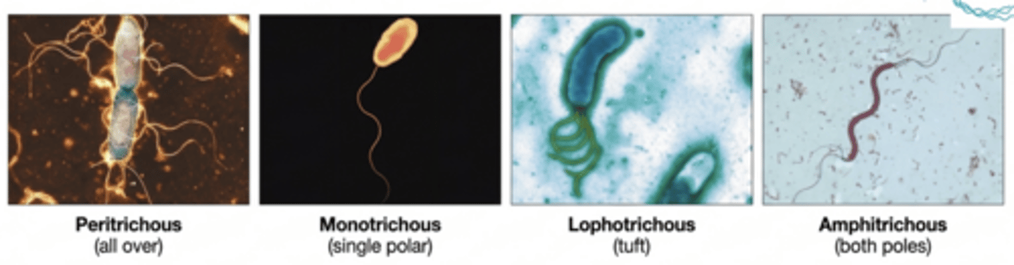 <p>A long, filamentous appendage that propels bacteria.</p>