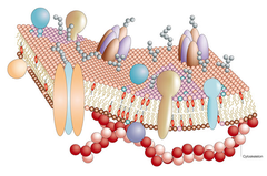 <p>Describes the cell membrane; fluid do to the phospholipids and cholesterol that allow the membrane to change shape in various temperatures without becoming to rigid or falling apart; mosaic because the proteins move and change based on the cell and changes in the environment.</p>
